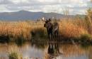 2003_555_Grand_Tetons_Moose_-_super_landscape.jpg