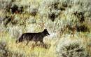 2004_901_cache_creek_trail_black_wolf_-_profile_modified.jpg