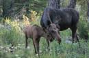 2005_407_EPV0141_-_moose_cow_and_calf_grazing3.jpg