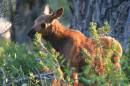 2005_415_EPV0101_-_Moose_calf_in_morning_light_2.jpg