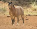 2006_03_06Wild_Horse_Arizona_5062.jpg