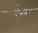 20090124_02612_babyspider_02.jpg