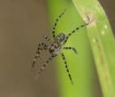 20090124_02636_babyspider.jpg