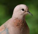 20090219_03058_laughingdove_02.jpg