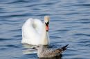 20090403Birds026.jpg