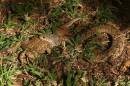 20090607_04876_nightadder_umwindsidale49_01.jpg