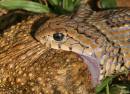 20090607_04880_nightadder_umwindsidale49_03.jpg