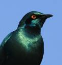 20090909_08328_gbestarling_01.jpg