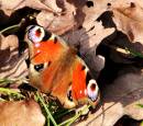 2011_03_25_01718_tyrley_peacock_01.jpg