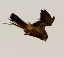 2011_05_17_03107_perrenporthtrip_15.JPG