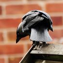 2011_06_10_03909_corbetcourt_01.JPG