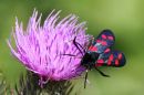 2011_07_14_05608_preesheath_47.jpg