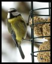 2012_02_05_bluetit_at_feeder.jpg