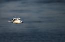 2012_02_11_Gull_fly_past.jpg