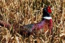 2012_03_26_12645_walkmillmeadow_02.JPG