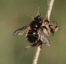 2012_03_26_12655_walkmillmeadow_03.JPG