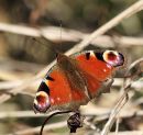 2012_03_26_12661_walkmillmeadow_03.JPG