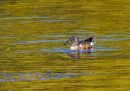 20241018-PA181108-ORF.jpg