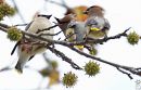 2077-Waxwings-.jpg