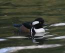 20d_leeds_castle_071206_013.jpg