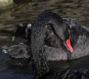 20d_leeds_castle_071206_186.jpg