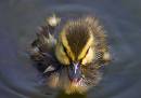 227-2775_Duckling_.jpg