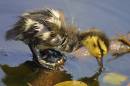 227-2778_Duckling_2.jpg