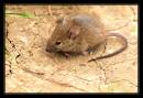 22908-3-700-mouse.jpg