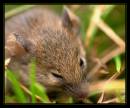 22919-3-700-mouse.jpg