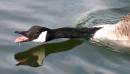 2356Canada_goose_090.jpg