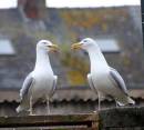 2356Sun_9th_chicks_002-e.jpg