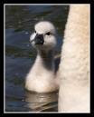 23625-3-600-cygnet.jpg