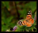 25721-8-600-butterfly.jpg