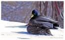 2951Mallard2.jpg