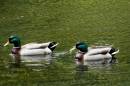 2_Ducks_in_a_Pond.jpg