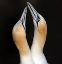 2_Gannet_.jpg