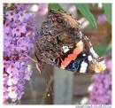 /gallery/data/501/thumbs/2_Red_Admiral_Vanessa_atalanta_.jpg