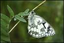 3398_Marbled_White2_841_x_569_.jpg