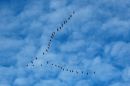 35-Geese.jpg