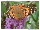 37_Painted_Lady_Vanessa_cardui_.jpg