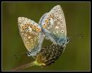 3SIS230507-mating-common-blue3.jpg
