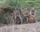 3_Fox_Cubs_copy.jpg