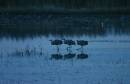 3_sandhill_cranes_WPF.jpg