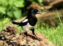 4-J-Magpie.jpg
