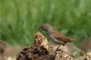 4-June-dunnock.jpg