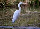 4-may-heron.jpg