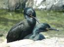 459_Shags_Love_Me_Tender.jpg