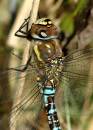 4743_Migrant_Hawker_Male_Head_Study_429_x_600_.jpg