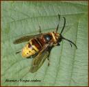 4797_Hornet_600_x_587_.jpg