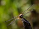 4_spot_darter-1.jpg